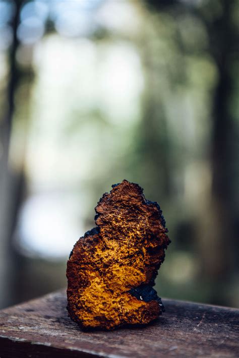 Beneath the Shadows: The Magickal Properties of Black Magic Chaga-Infused Products